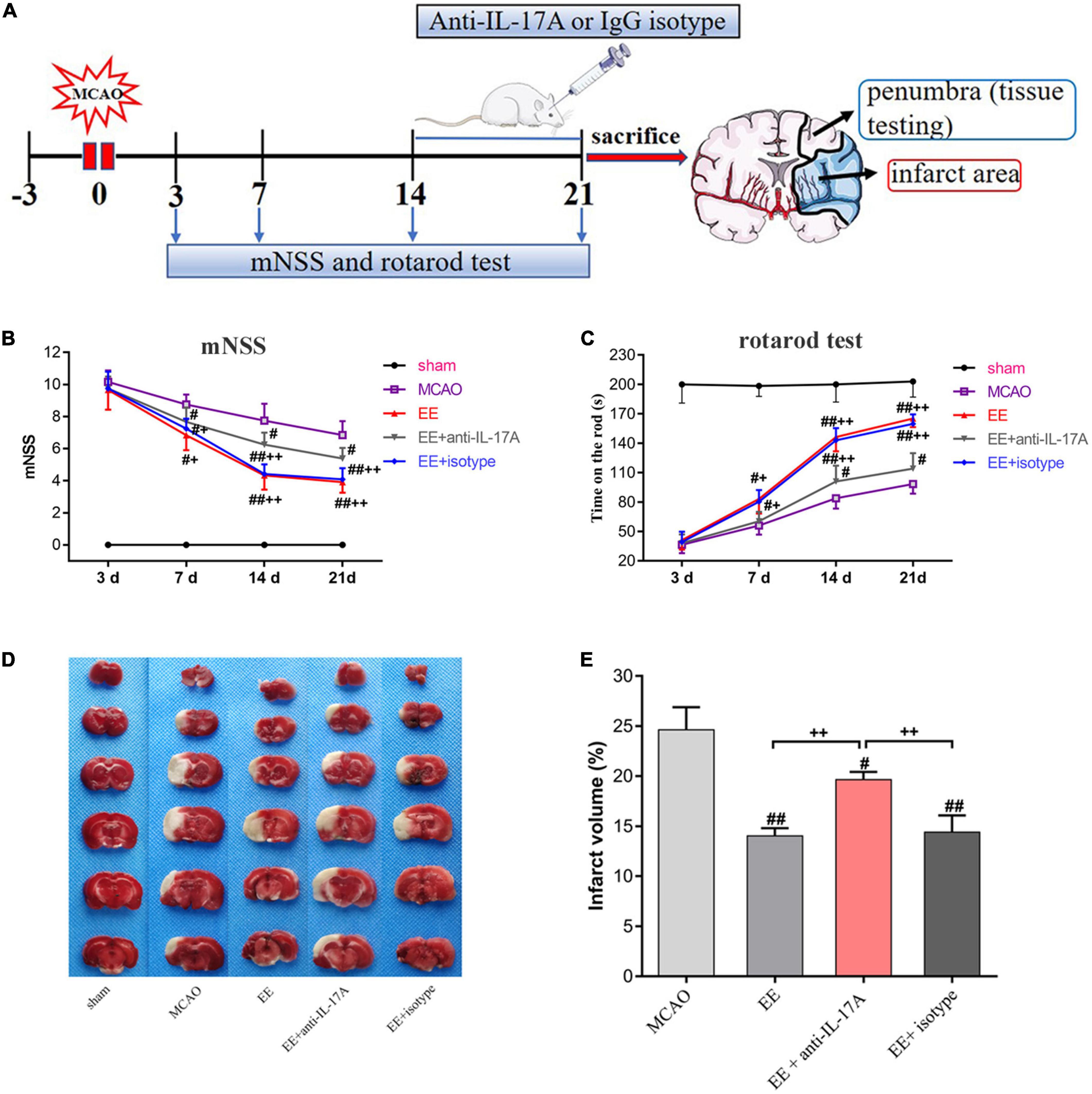 Frontiers Enriched Environment Promotes Post Stroke Angiogenesis